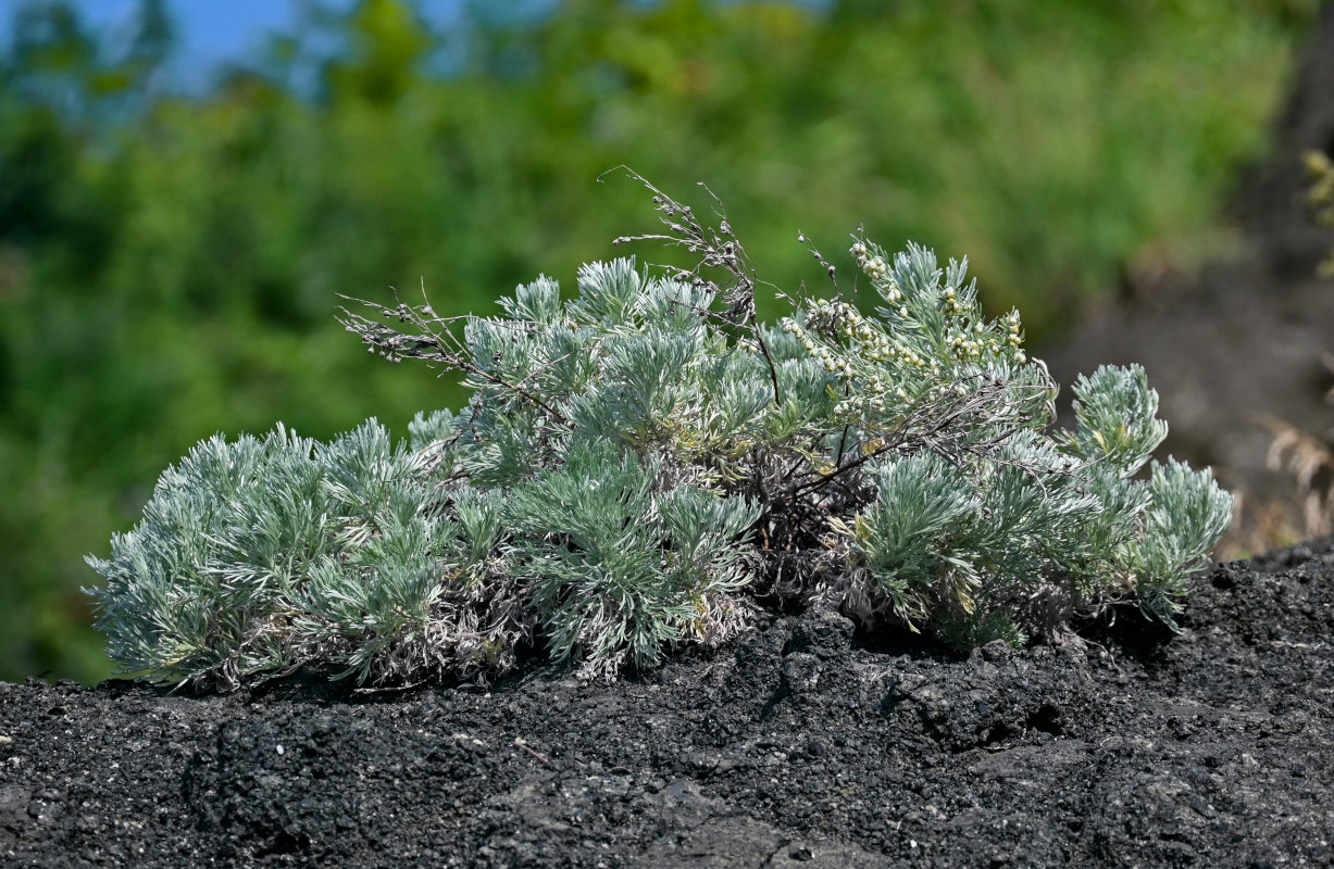 Image of Artemisia schmidtiana specimen.