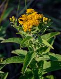 Inula germanica. Верхушка цветущего растения с кормящимися(?) жуками. Оренбургская обл., Саракташский р-н, хр. Карамурунтау, луговой склон. 07.07.2023.