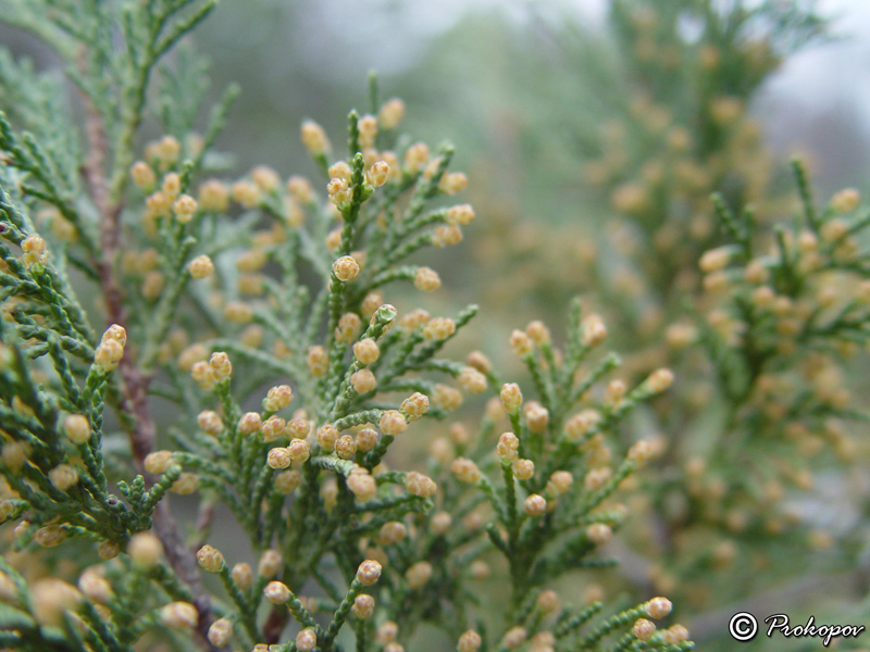 Изображение особи Juniperus excelsa.