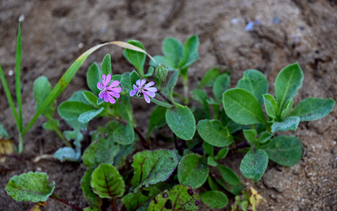 Изображение особи Silene colorata.