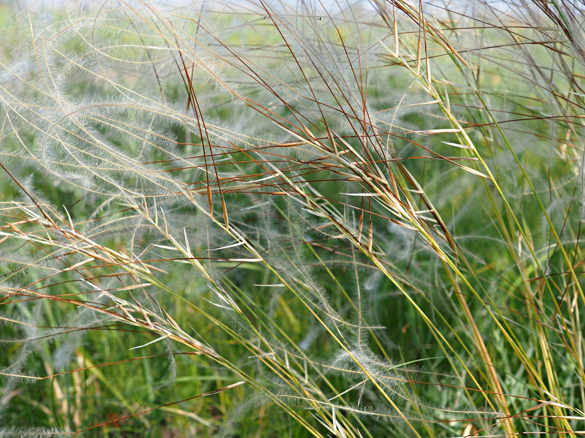 Image of Stipa pennata specimen.