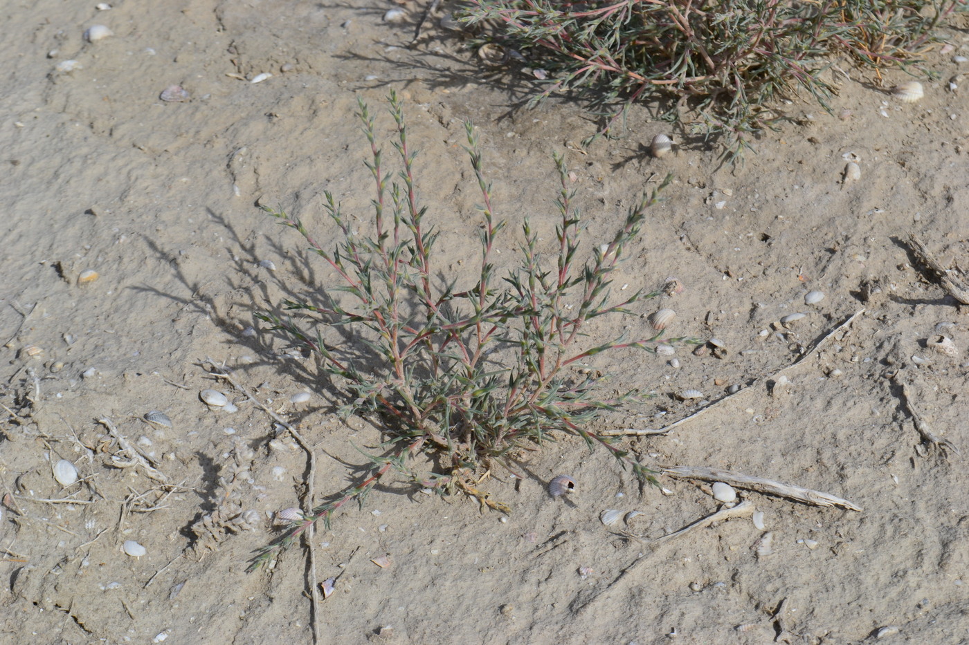 Image of Petrosimonia triandra specimen.