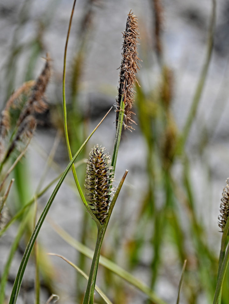 Изображение особи род Carex.