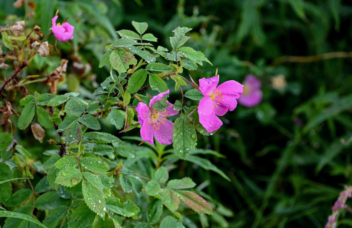 Image of Rosa acicularis specimen.