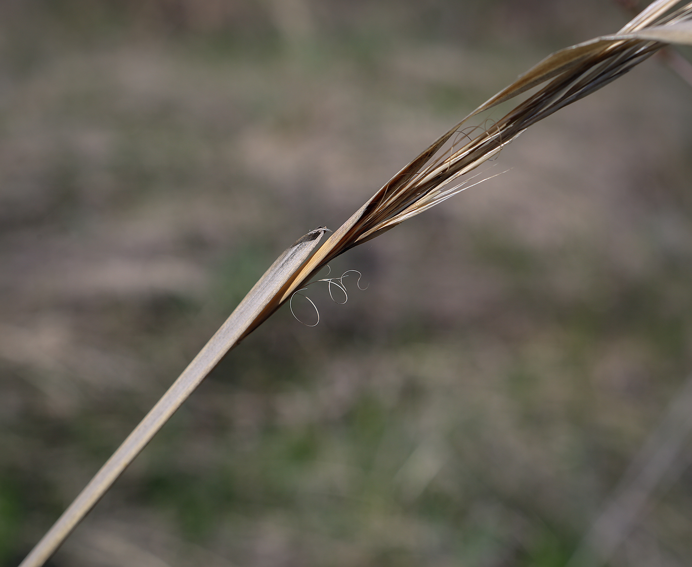 Изображение особи Stipa capillata.