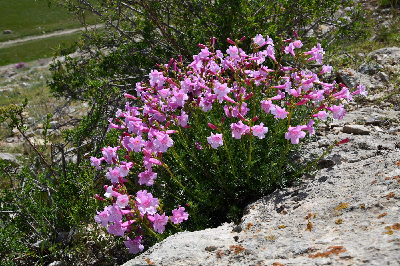 Image of Niedzwedzkia semiretschenskia specimen.