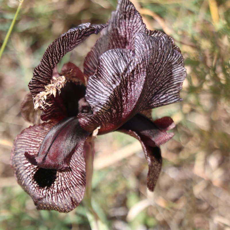 Изображение особи Iris lycotis.