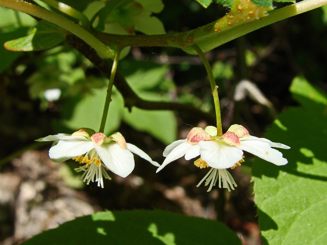 Изображение особи Actinidia kolomikta.