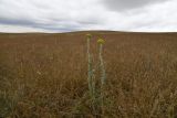 Pseudohandelia umbellifera. Цветущие растения в сообществе доминирующего Poa bulbosa. Казахстан, Алматинская обл., юго-зап. шлейф Джунгарского Алатау, правая сторона дол. р. Или ниже вдхр. Капчагай, плато Карой, степь. 11 мая 2024 г.