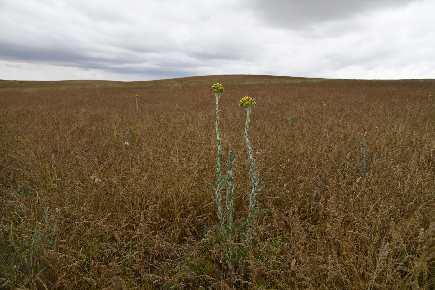 Image of Pseudohandelia umbellifera specimen.