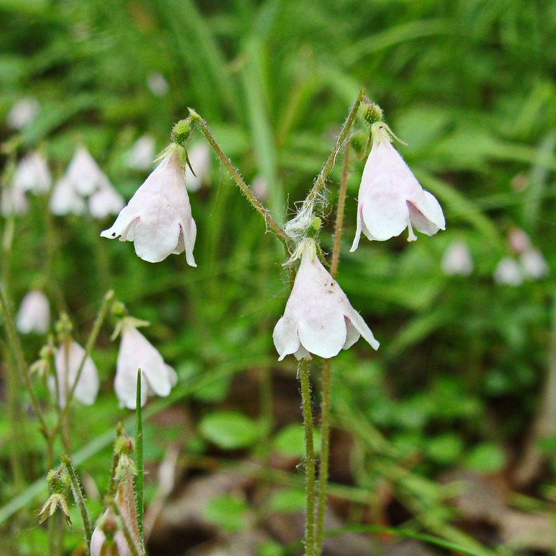 Изображение особи Linnaea borealis.