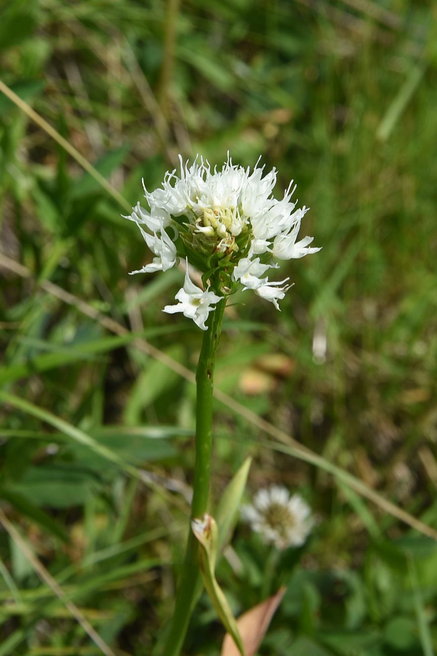 Image of Traunsteinera sphaerica specimen.