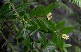 Ligustrum obtusifolium. Часть ветви с соцветиями. Китай, провинция Хунань, гора Тяньмэнь, смешанный лес. 09.06.2024.