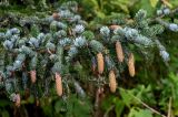 Picea ajanensis. Верхушка ветви с шишками. Сахалин, Холмский гор. округ, окр. мыса Слепиковского, опушка смешанного леса. 26.08.2023.