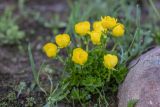 Ranunculus brachylobus. Цветущие растения. Карачаево-Черкесия, Урупский р-н, верховья притока р. Ацгара, каменистый берег ручья. 09.08.2024.