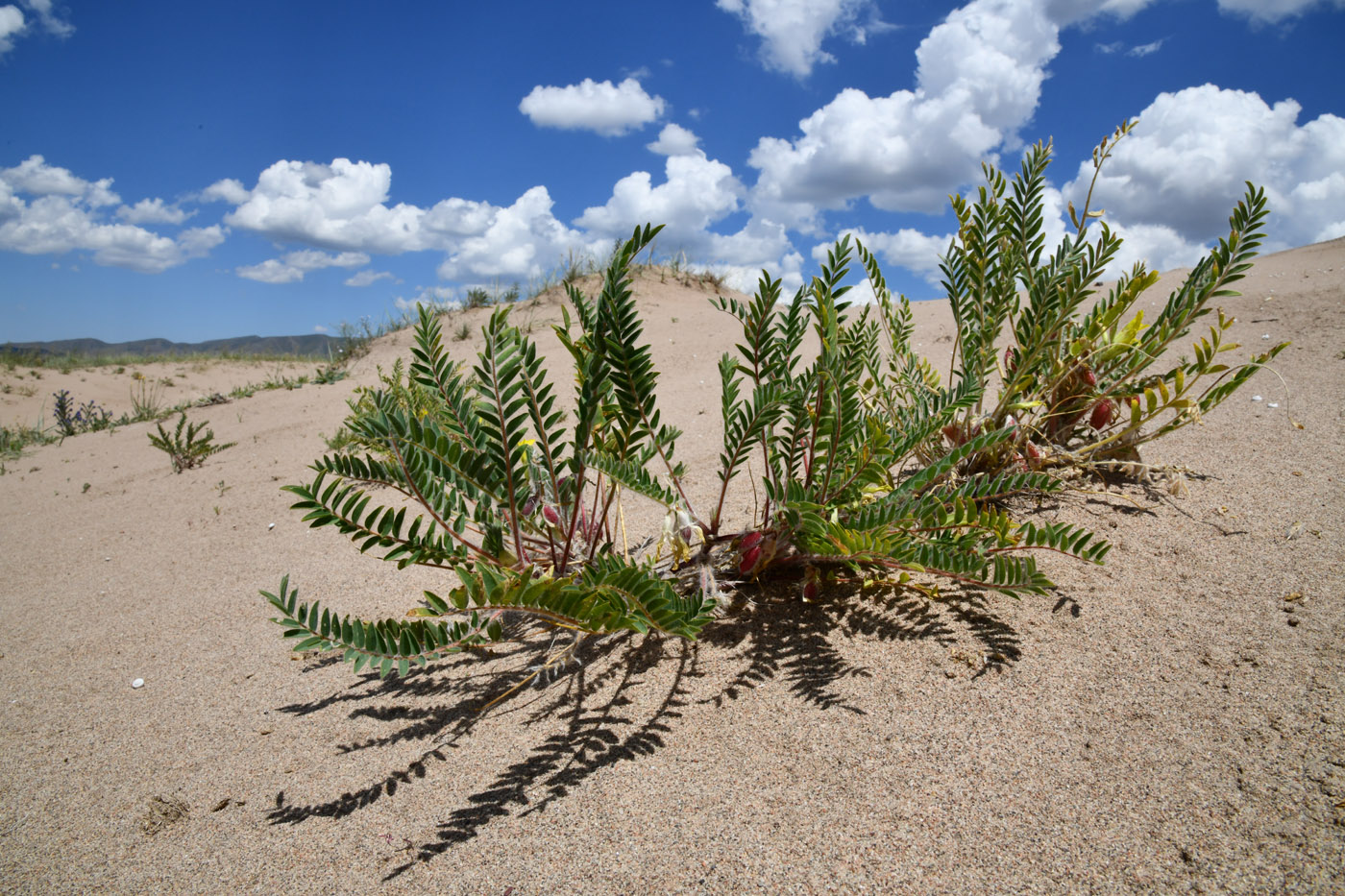 Изображение особи Astragalus rubtzovii.