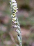 Spiranthes spiralis. Часть соцветия. Испания, автономное сообщество Каталония, провинция Жирона, комарка Сельва, муниципалитет Сускеда, окр. комплекса «Святой Дом Фар» (Santuari de la Mare de Déu del Far), 1112 м н.у.м, опушка широколиственного леса. 16.10.2024.