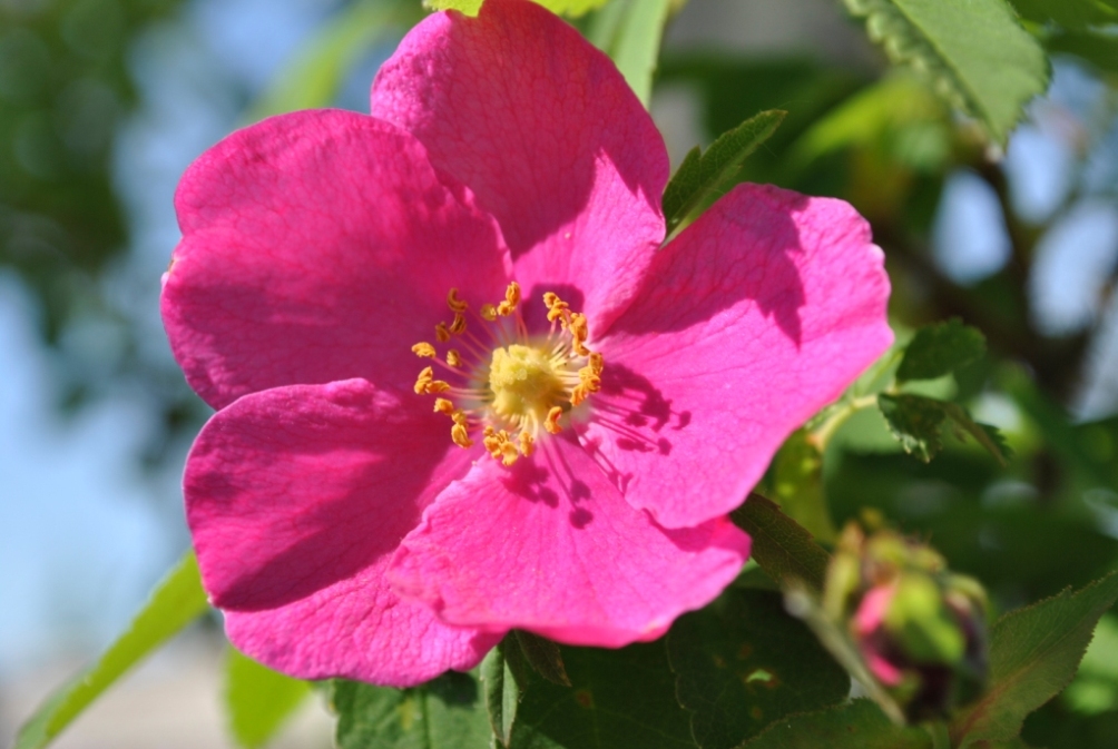 Изображение особи Rosa acicularis.