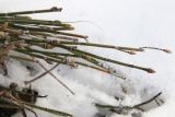 Equisetum hyemale