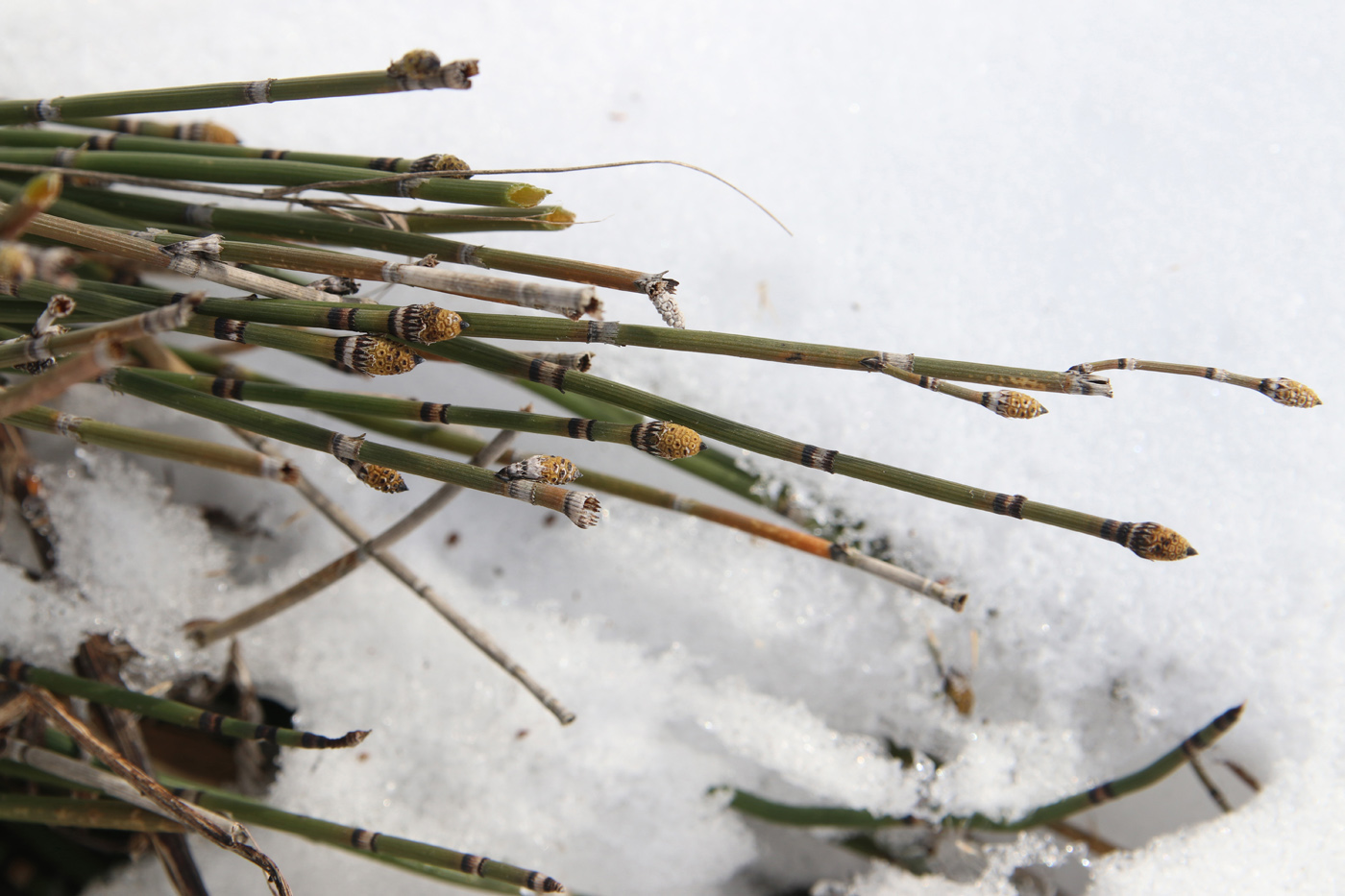 Изображение особи Equisetum hyemale.