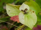 Viola mirabilis. Верхушка побега с раскрывшимся и осыпавшимся плодом и листьями в осенней окраске. Башкортостан, Туймазинский р-н, Карамалы-Губеевский сельсовет, окр. с. Кальшали, опушка дубово-кленовой рощи. 8 сентября 2023 г.