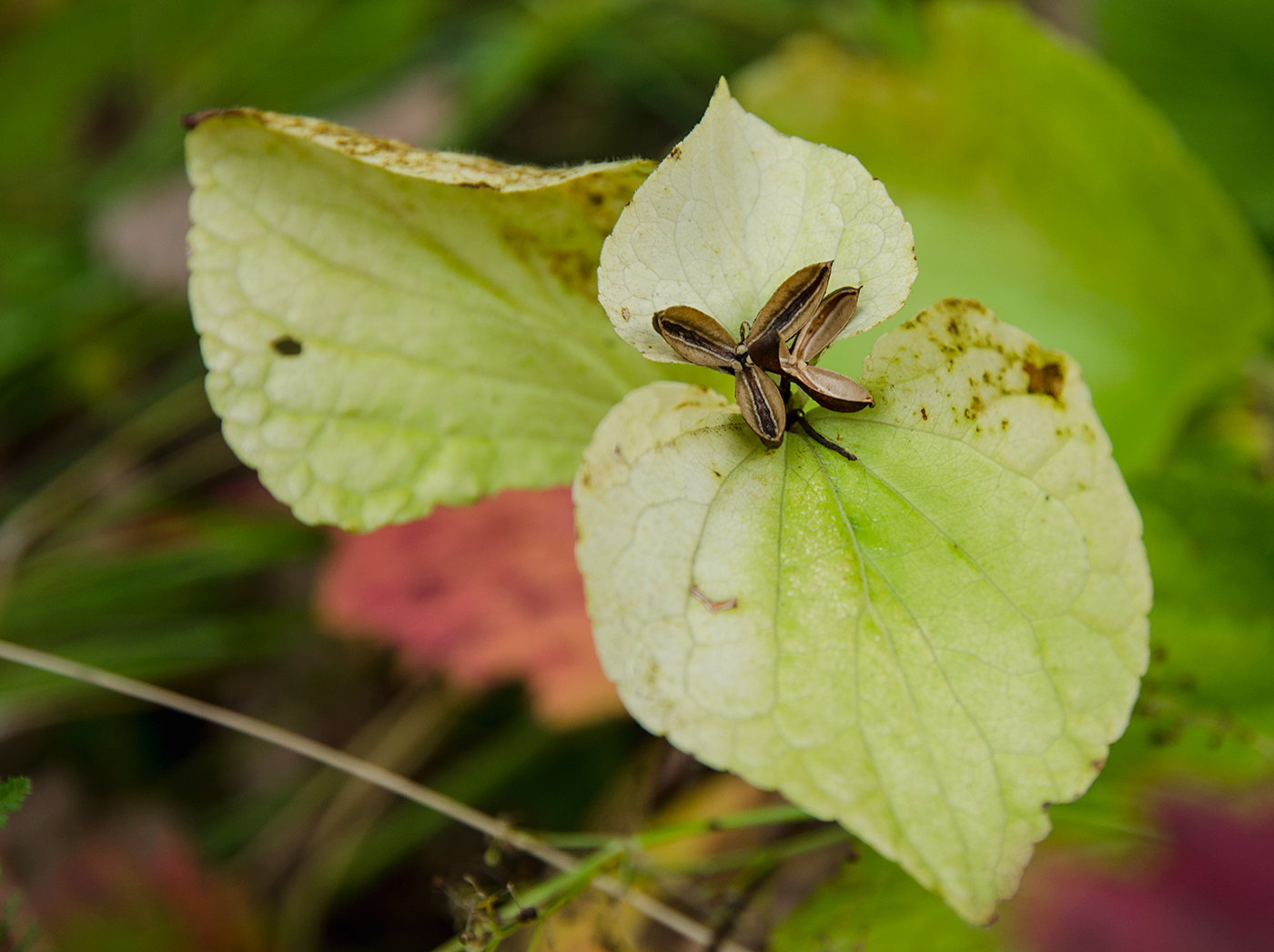 Image of Viola mirabilis specimen.