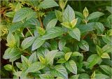 Hydrangea paniculata