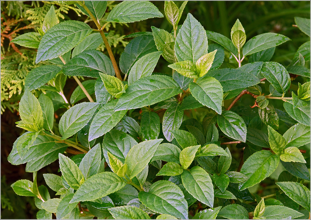 Изображение особи Hydrangea paniculata.