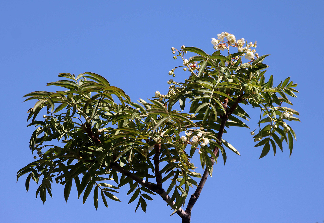 Image of Sorbus tianschanica specimen.