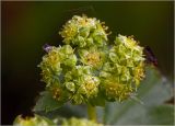 Alchemilla xanthochlora. Соцветие. Московская обл., Раменский р-н, окр. дер. Хрипань, садовый участок. 19.05.2024.