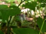 Polygonatum hirtum