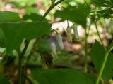 Смотреть изображение Polygonatum hirtum