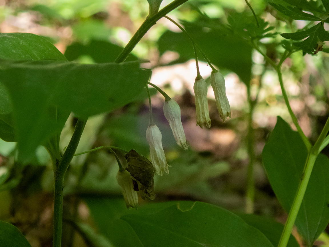 Изображение особи Polygonatum hirtum.