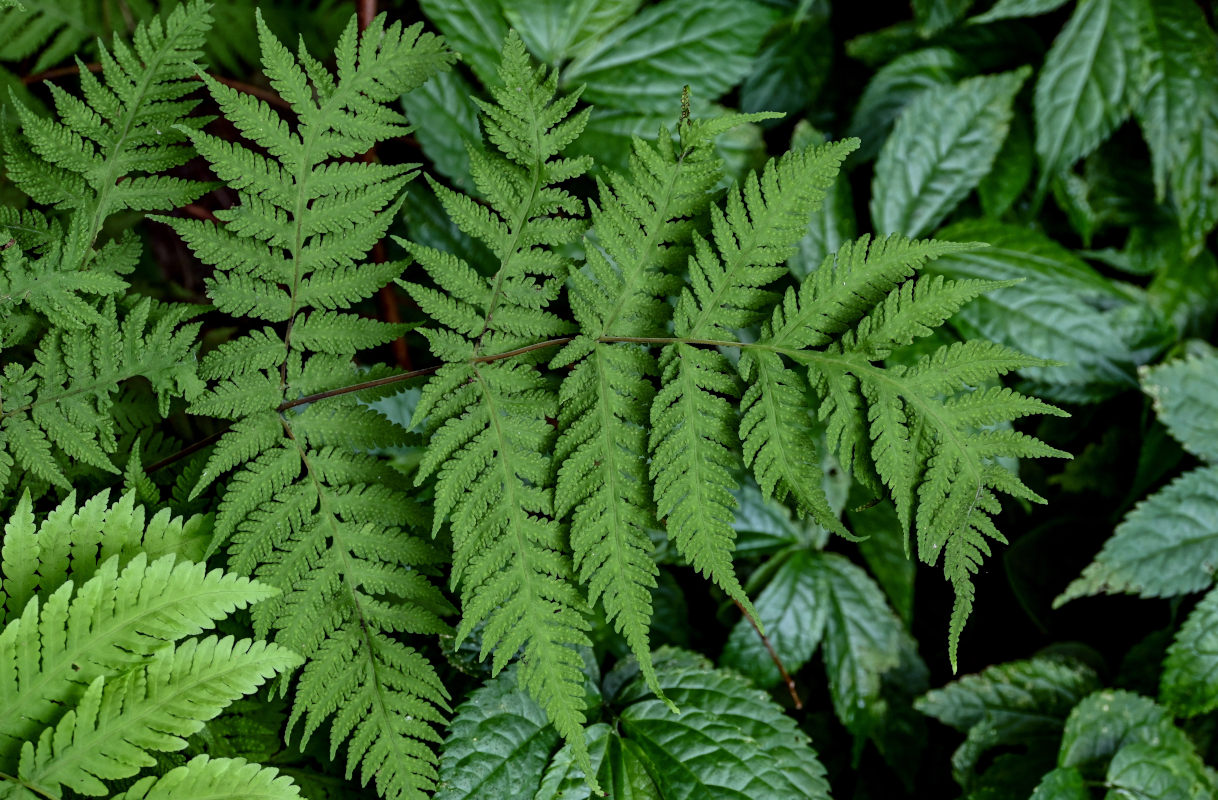 Image of Tectaria coadunata specimen.