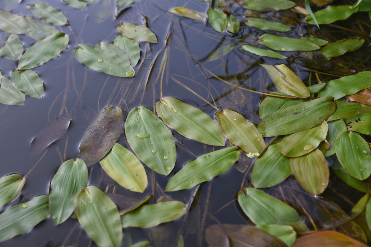 Image of Potamogeton natans specimen.