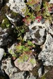 Geranium robertianum. Цветущее и плодоносящее, а также вегетирующее (вверху) растения. Псковская обл., дер. Изборск, нижняя часть склона к СЗ от крепости, замшелая каменная (известняковая) россыпь среди суходольного луга. 18.08.2024.