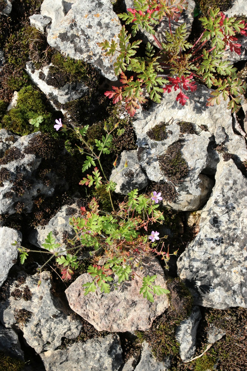 Изображение особи Geranium robertianum.