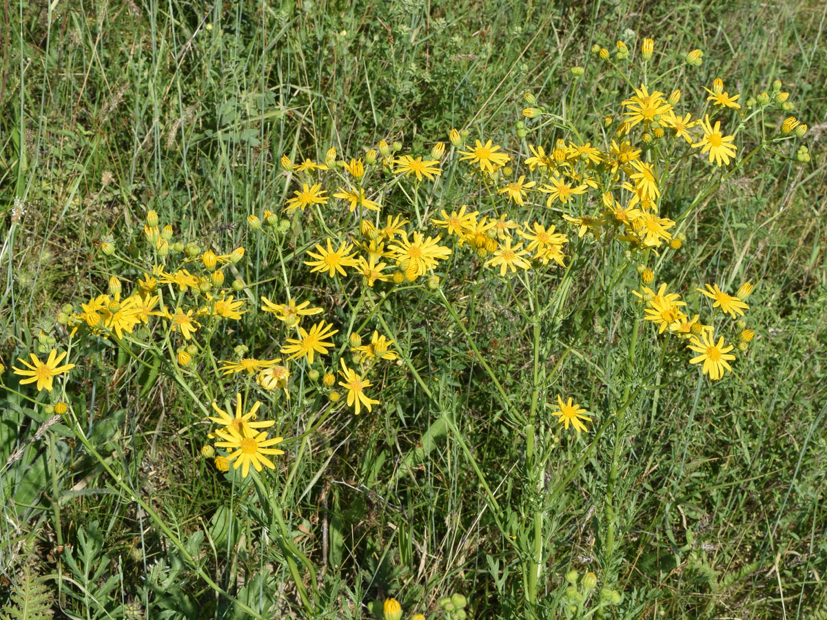 Image of Senecio jacobaea specimen.