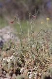 View full-size image Lathyrus setifolius