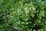 View full-size image Cardaria draba