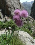 View full-size image Allium platyspathum