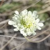View full-size image Scabiosa ochroleuca