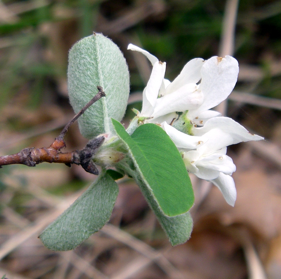 Изображение особи Amelanchier ovalis.