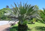 Смотреть изображение Macrozamia moorei