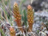 Selaginella selaginoides. Спороносящие растения. Мурманская обл., Восточный Мурман, окр. пос. Дальние Зеленцы, сопка у м. Аварийного, травяно-лишайниково-моховая тундра на гранитной плите. 02.08.2010.