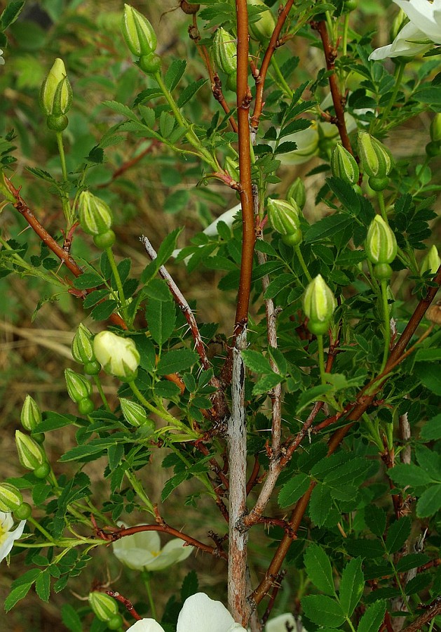 Image of Rosa spinosissima specimen.