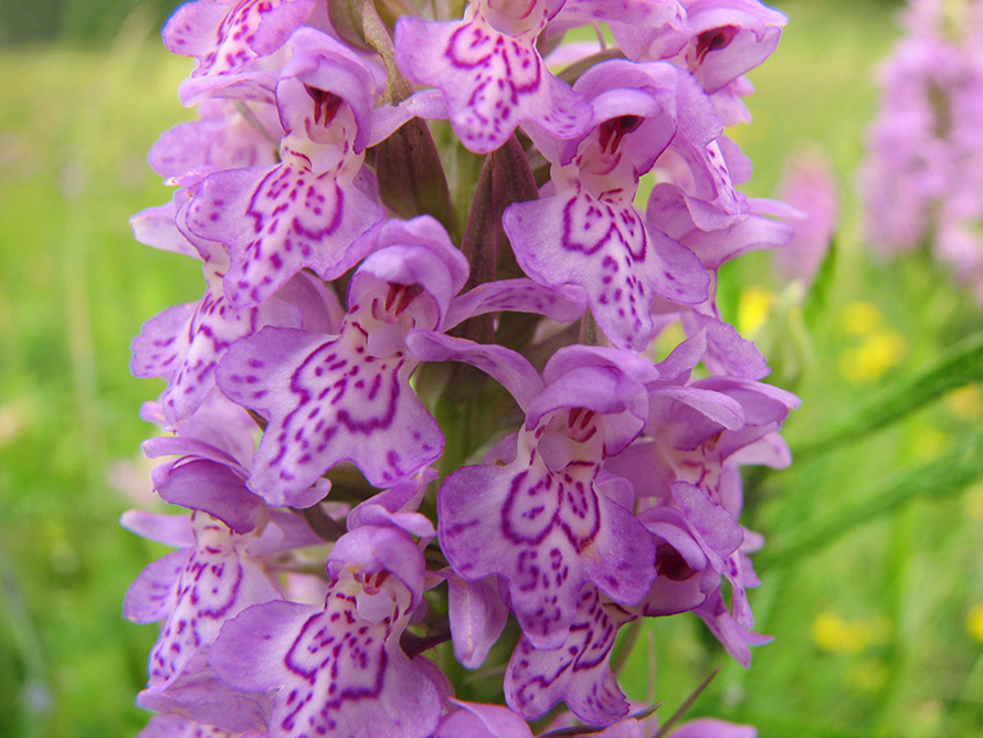 Image of Dactylorhiza baltica specimen.