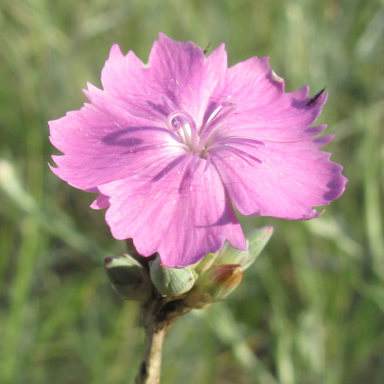 Image of genus Dianthus specimen.