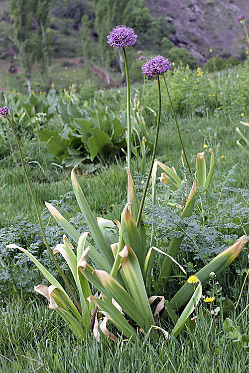 Изображение особи Allium stipitatum.