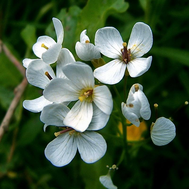 Image of Cardamine dentata specimen.